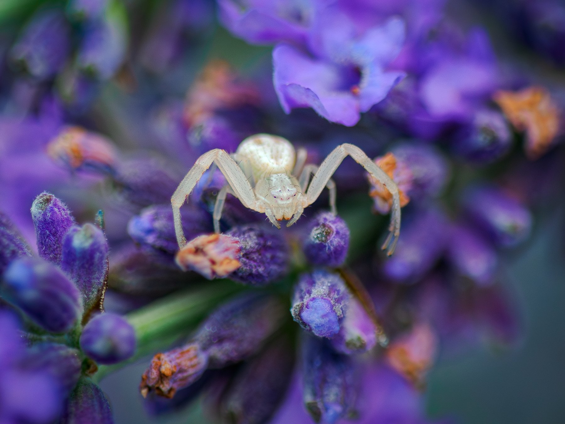 White Spider on Lavender