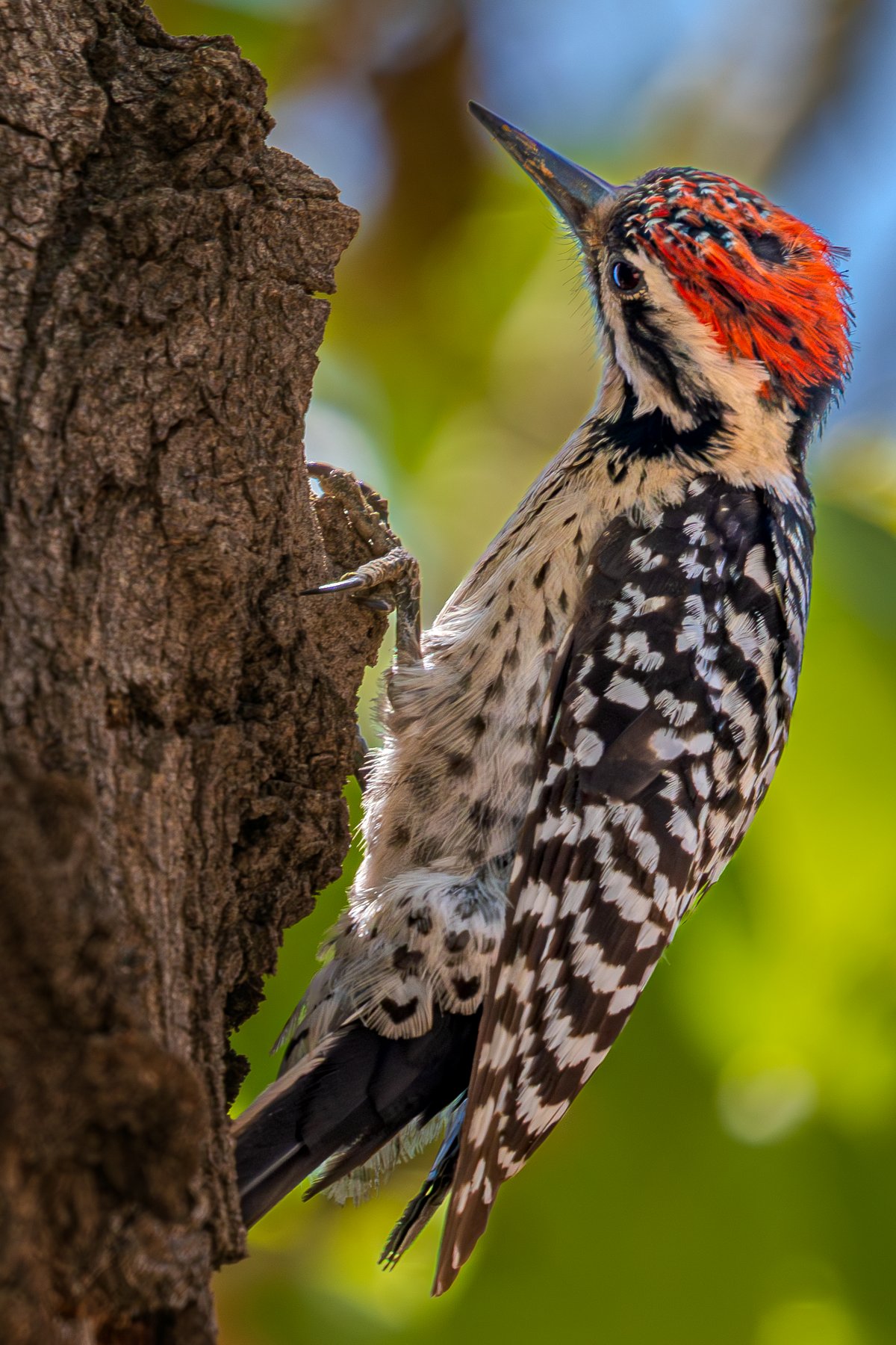 Woodpecker