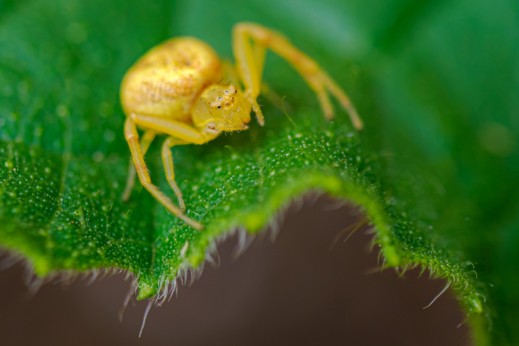 Yellow Crab Spider