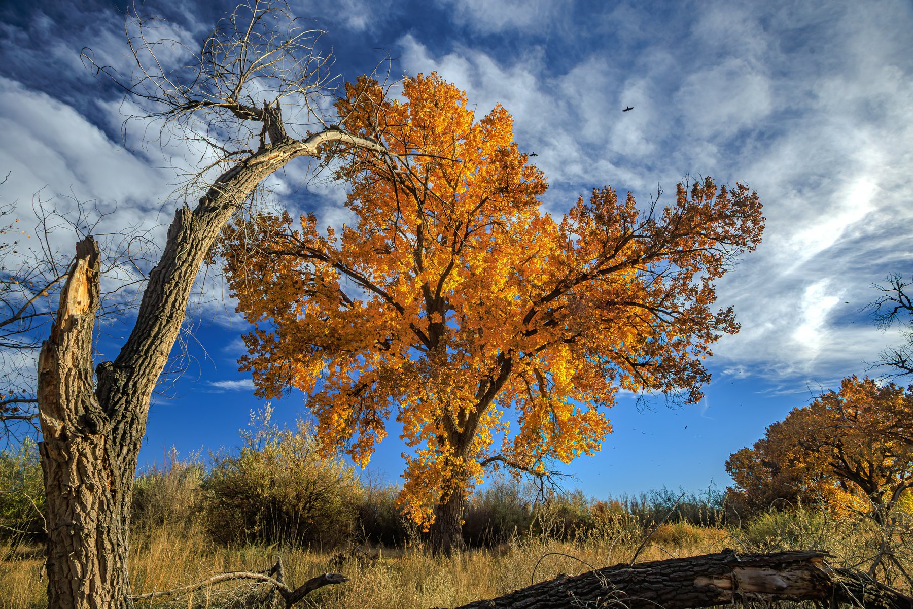 Yellow Tree